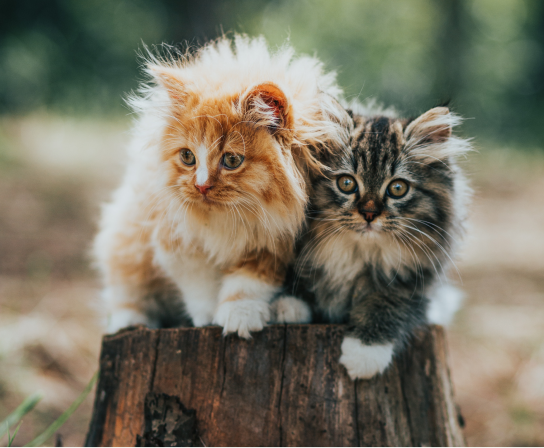 Making a Difference, One Cat at a Time