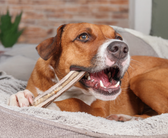 Year-Round Dental Deal