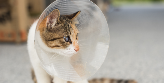 Low‑Cost Spay/Neuter